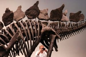 Largest Stegosaurus Skeleton