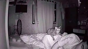 Cat's Protector