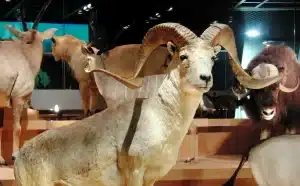 Science : prison ferme pour avoir cloné des gros moutons