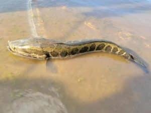 This Fish That Can Survive Out Of Water