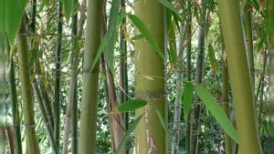 Japanese Bamboo