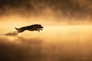 Vous aimez les chiens ? Les photos gagnantes des « Dog Photography Awards » sont dingues