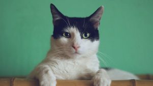 Cats Are A Serious Issue