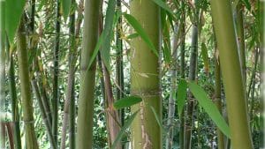 A Japanese Bamboo