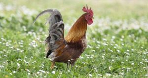 Rooster Saturnin Faces A Neighbor’s Lawsuit