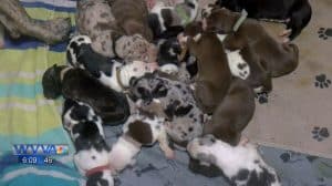 This Dog Was In Labor For 27 Hours