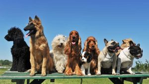 This Is The Dumbest Dog Breed In The World