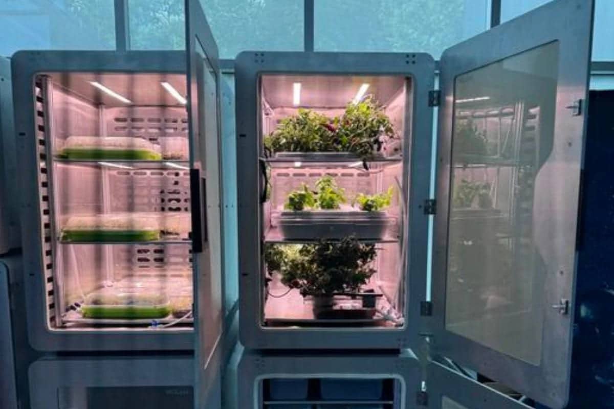 This Scientific Breakthrough Could Feed 136 Billion People