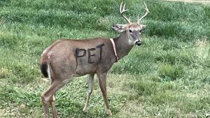 Deer With A Collar