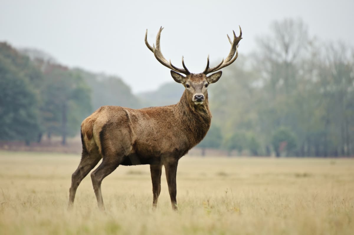 A person discovers a deer with a collar and odd markings on its frame – Jason Deegan