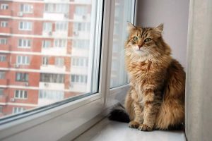 A Cat Can Thrive Even In An Apartment