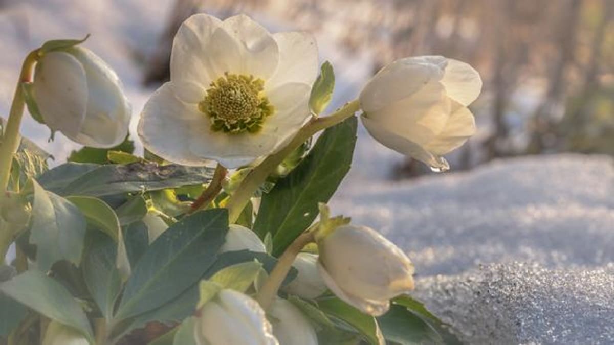 Flowers In Winter, A Flowering Hellebore (helleborus Niger) In The Snow In Sunlight
