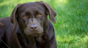 Here Are The 5 Breeds I Would Never Recommend Adopting