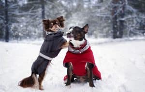 Is There Any Benefit To Dressing Our Pets