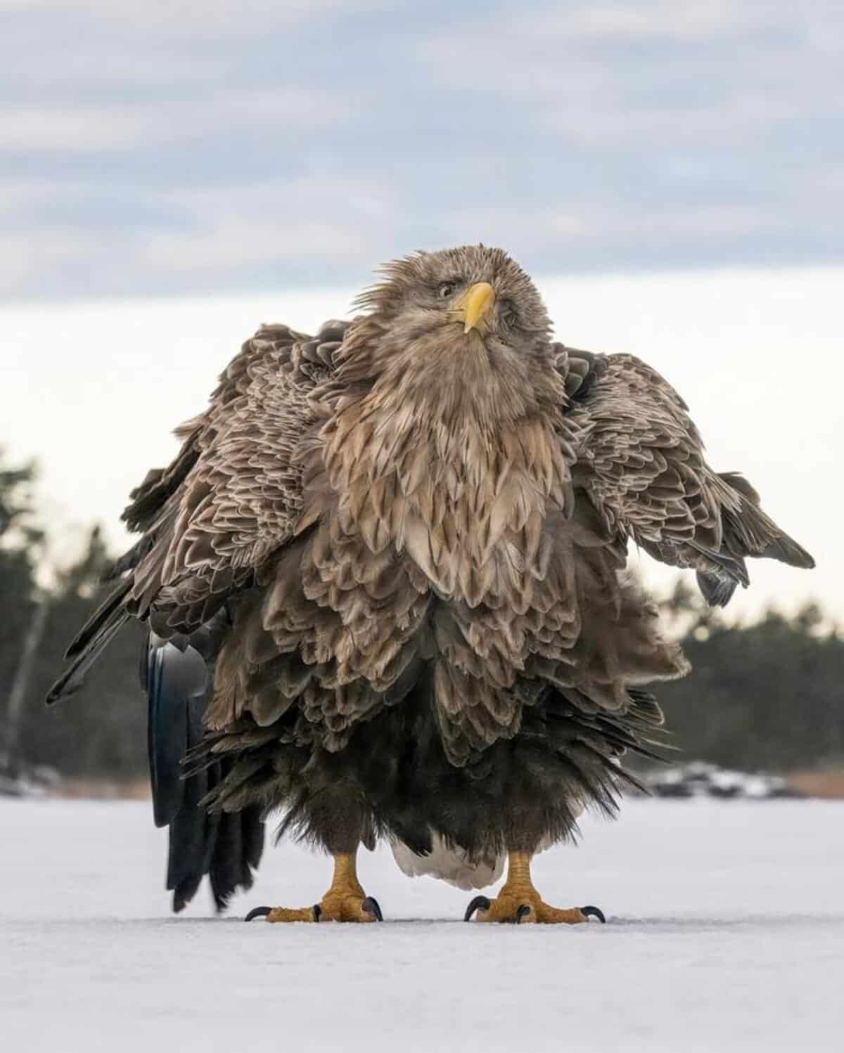 Shake Ruffle Rattle And Roll