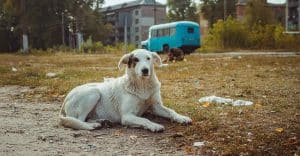 The Chernobyl Dogs Are Different