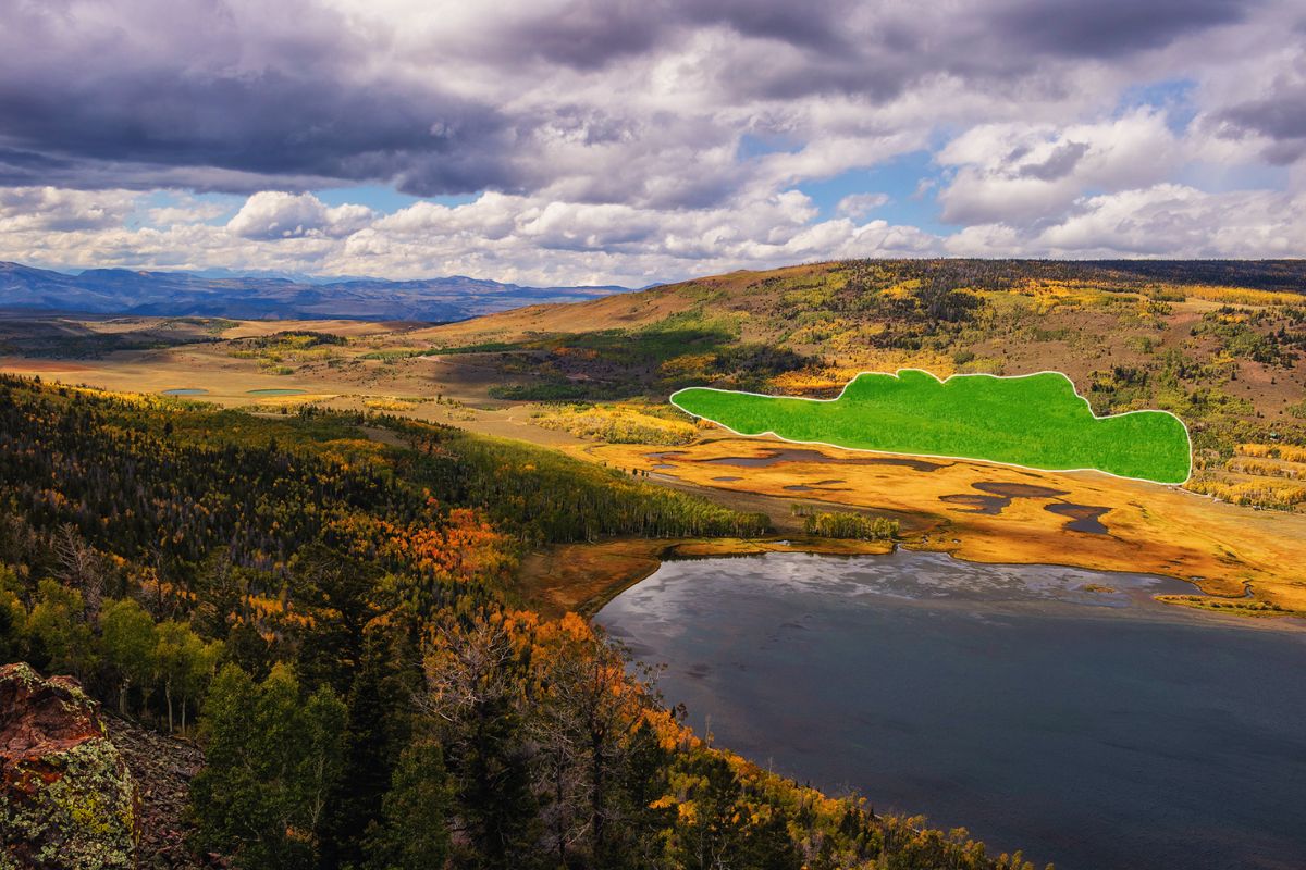 The Earth’s Largest And Oldest Living Organism