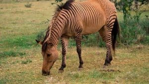A Zebroid (a Cross Between A Horse And A Zebra) Grazes In Kenya