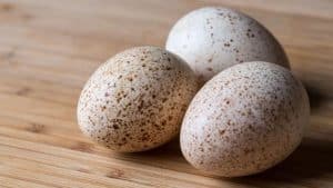Eat Chicken Eggs
