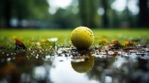 Leave A Tennis Ball In Their Garden During Winter