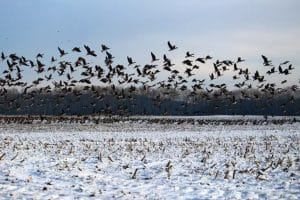 Migratory Birds