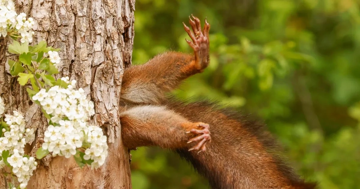 The Winners Of The 2024 Comedy Wildlife Photography