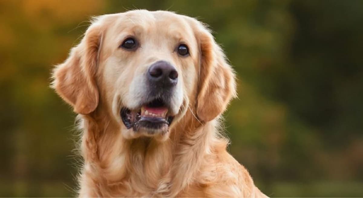 this Is The Breed I Won’t Adopt If I Have Kids