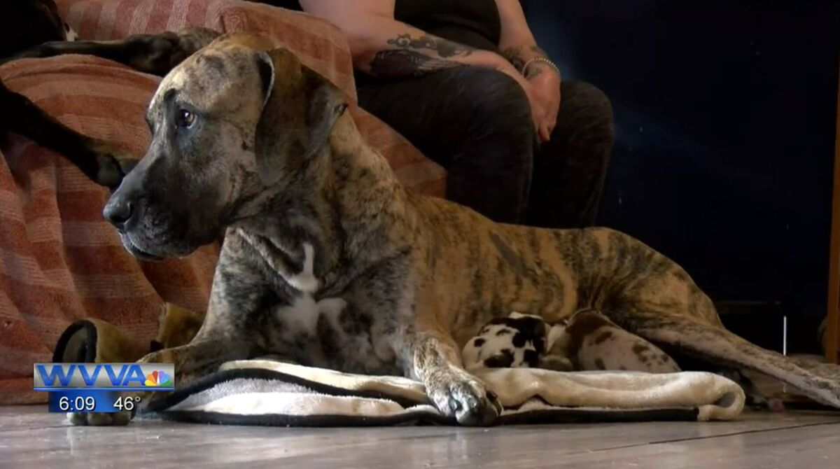 This Dog Was In Labor For 27 Hours