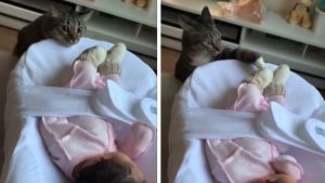 This cat’s first reaction to a newborn