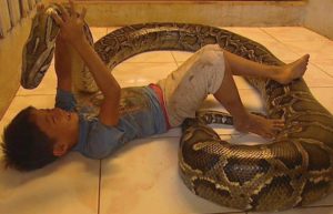 Child Slept Beside A Giant Python