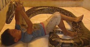 A boy’s years-long friendship with a pet python