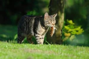 Protect Biodiversity And Still Own A Cat