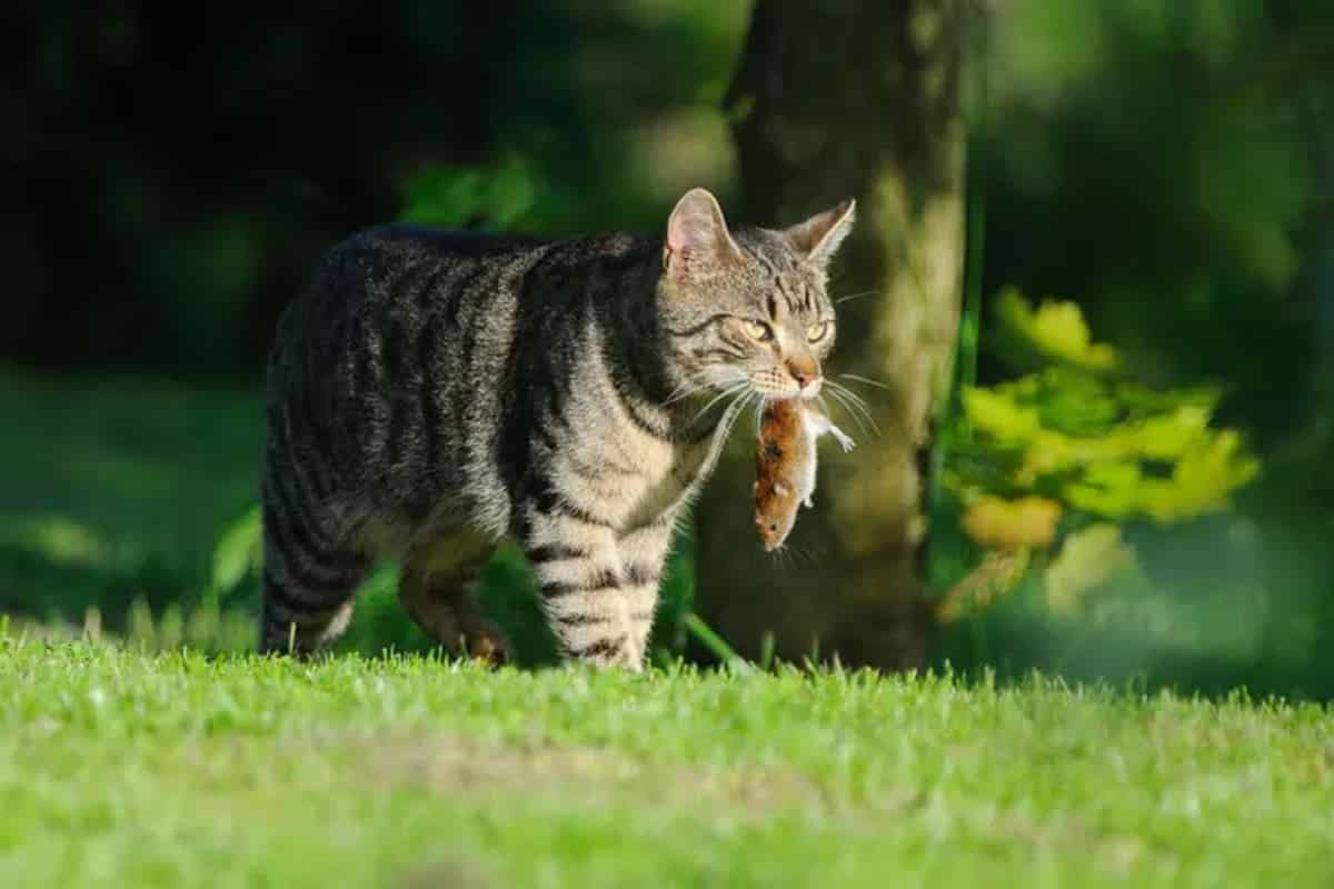 Protect Biodiversity And Still Own A Cat