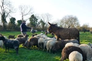 These Farmers Rely on a Donkey