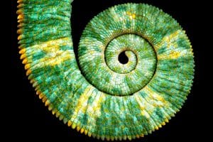 Fibonacci’s sequence