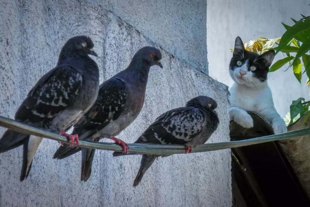 Protect Biodiversity And Still Own A Cat