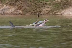 Dolphins caught playing with a massive anaconda