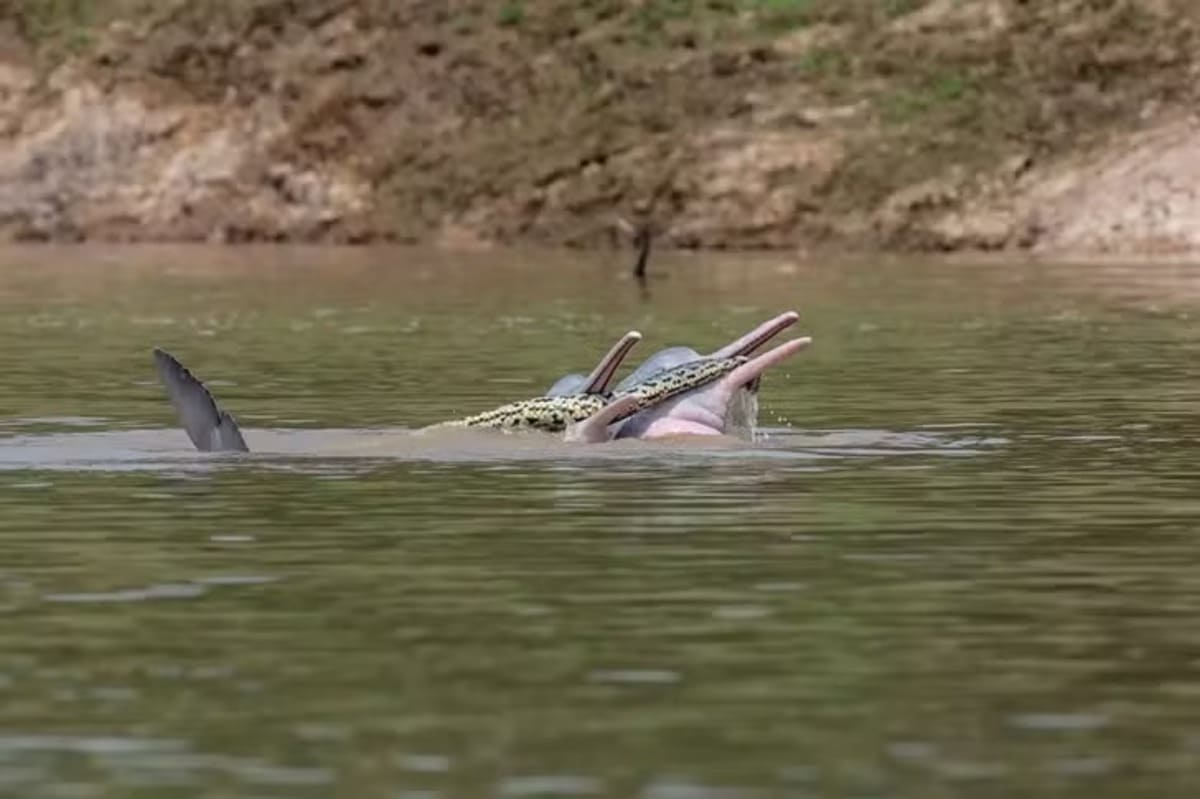 Dolphins caught playing with a massive anaconda