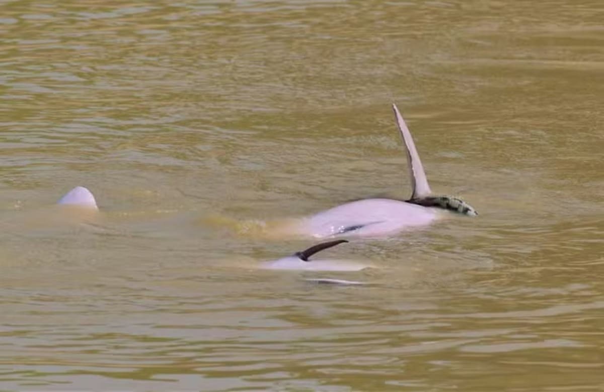 Dolphins Caught Playing With A Massive Anaconda