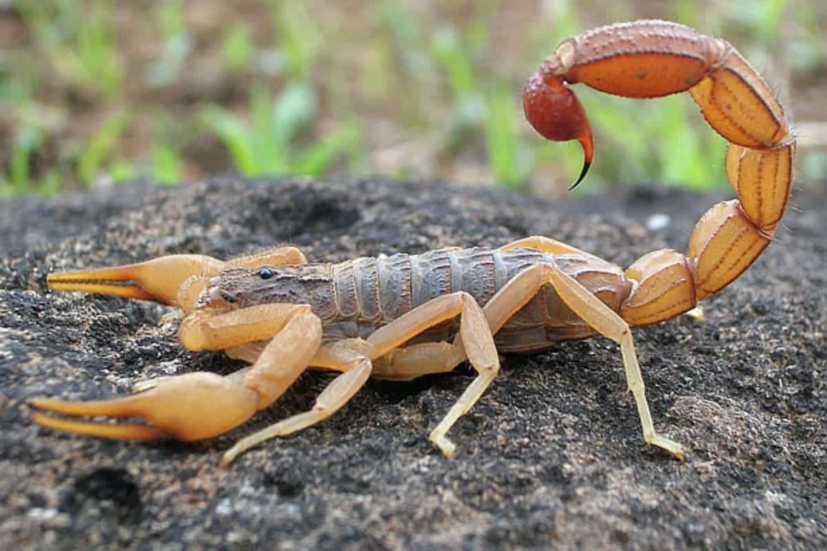 1-meter-long scorpion