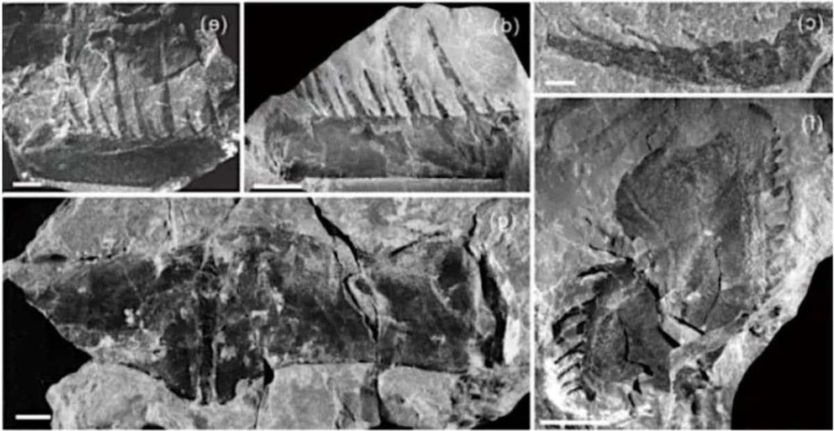 Giant 1 Meter Long Scorpion Discovered In China