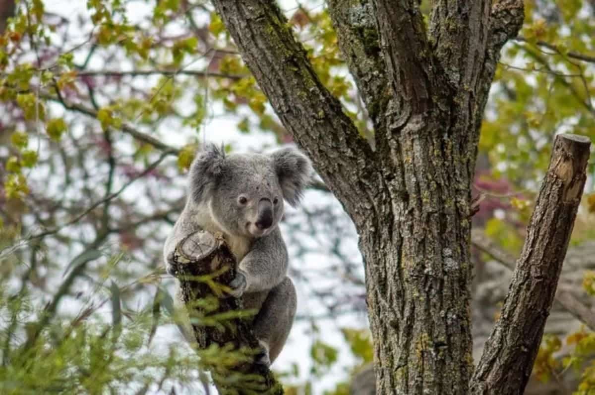 750 Koalas Are Killed by Elite Snipers in Disturbing New Development