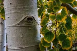 Pando