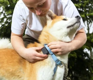 Le nouveau Biotracker d'Invoxia est LE capteur santé intelligent pour chiens !