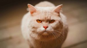 cat color is baffling scientists and captivating the world