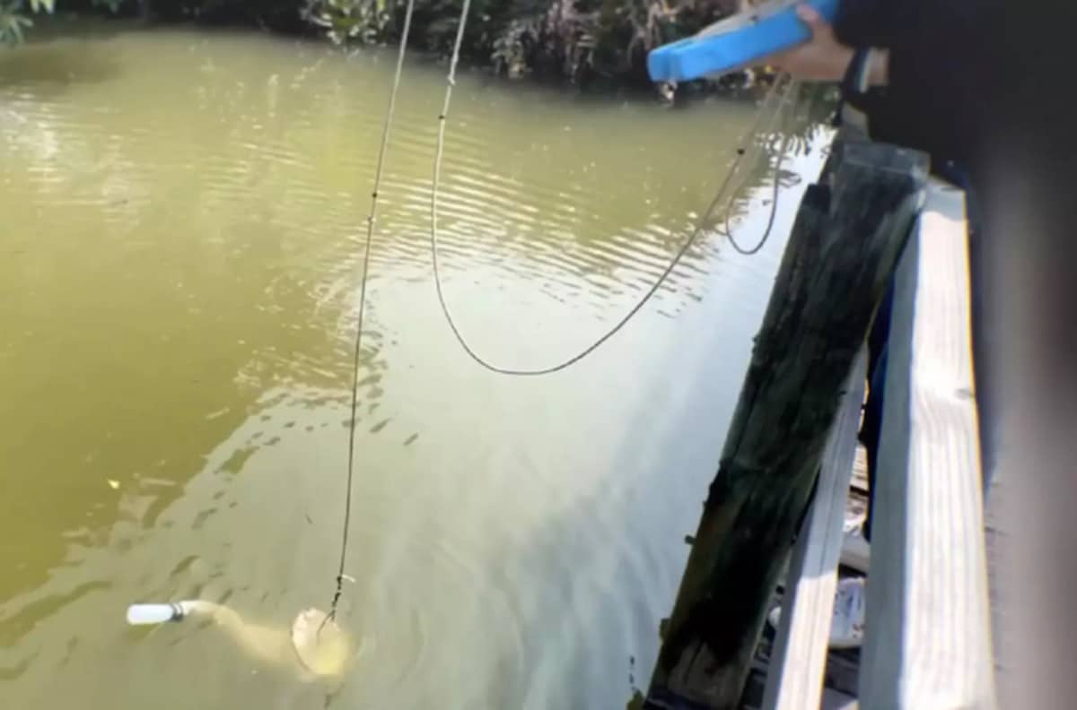 Venomous Cube-Shaped Creature with 24 Eyes