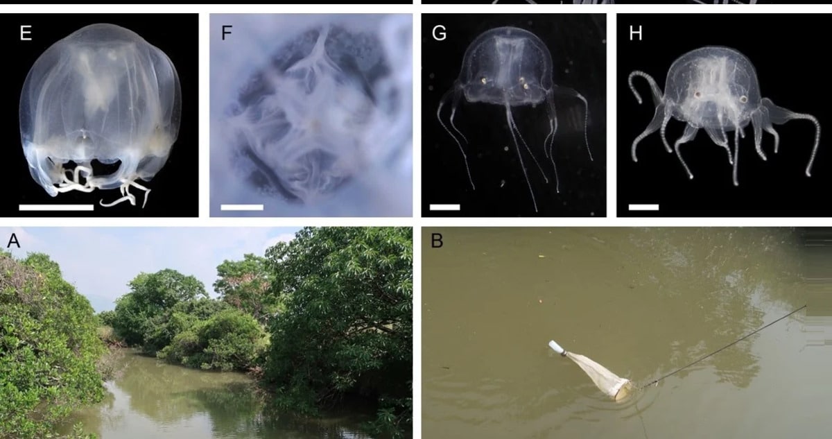 Venomous Cube Shaped Creature 2