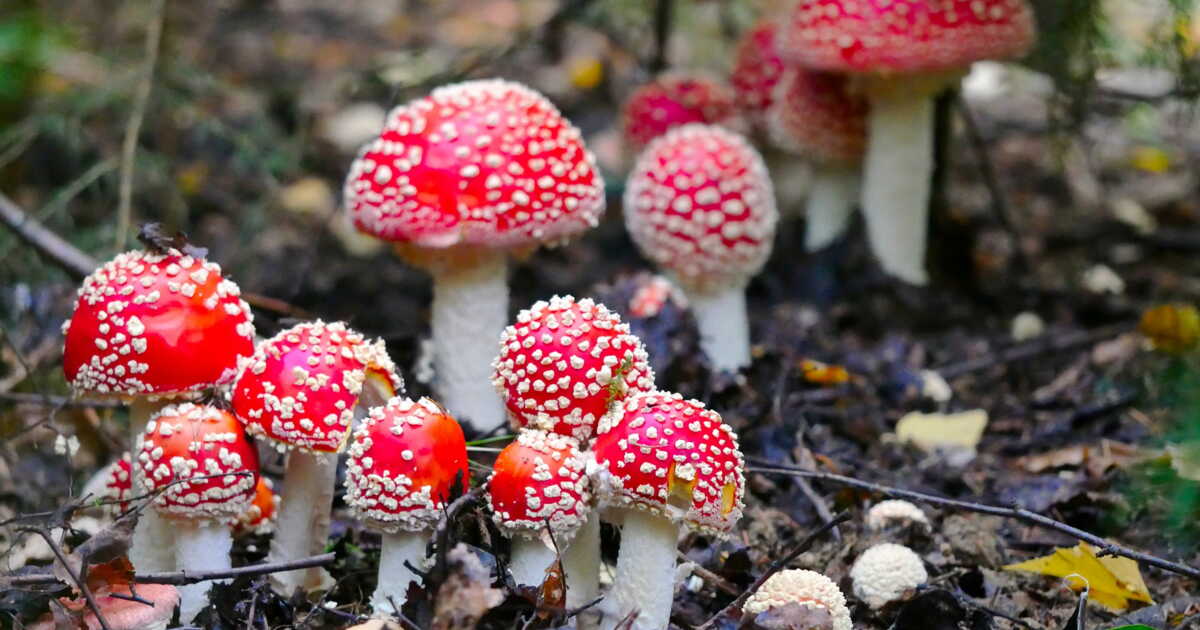 Venomous Vs Poisonous