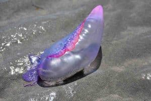 Jellyfish