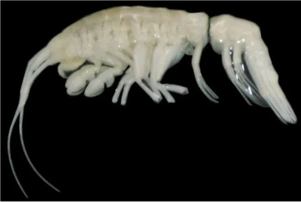 Meet The Ocean’s New Nightmare 2